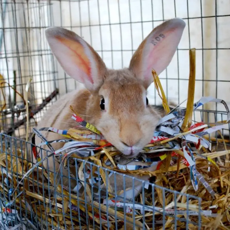 Are Pine Shavings Good For Your Rabbit's Shelter? Here Bunny