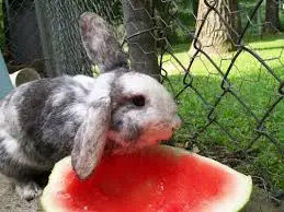 Do Rabbits Love Watermelon?