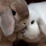 What Should Owners Do When Their Rabbits Are Mating?