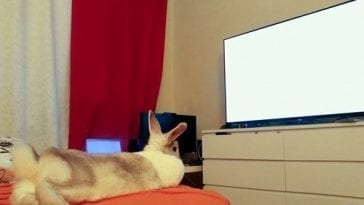 Do Rabbits Love Watching Movies?