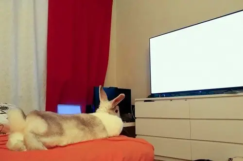 Do Rabbits Love Watching Movies?