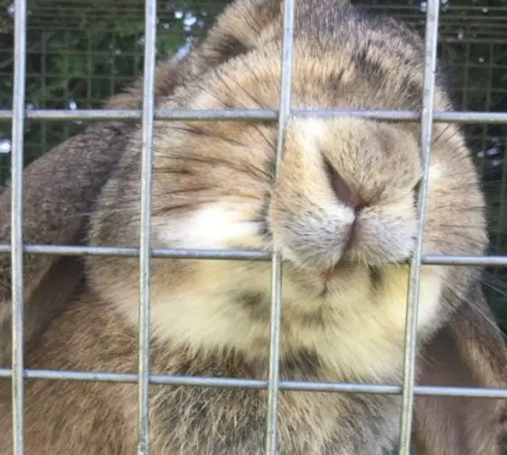 What to Do When Your Rabbit Chew on Plastics Here Bunny