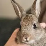 What You Need To Know Before Getting Rabbits as Pets