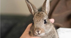 What You Need To Know Before Getting Rabbits as Pets