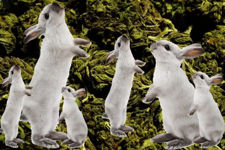What to Do When Your Rabbit Accidentally Eats Marijuana? Here Bunny
