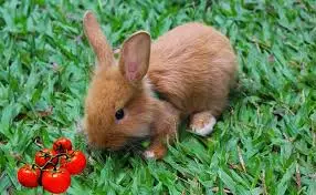 rabbit tomato