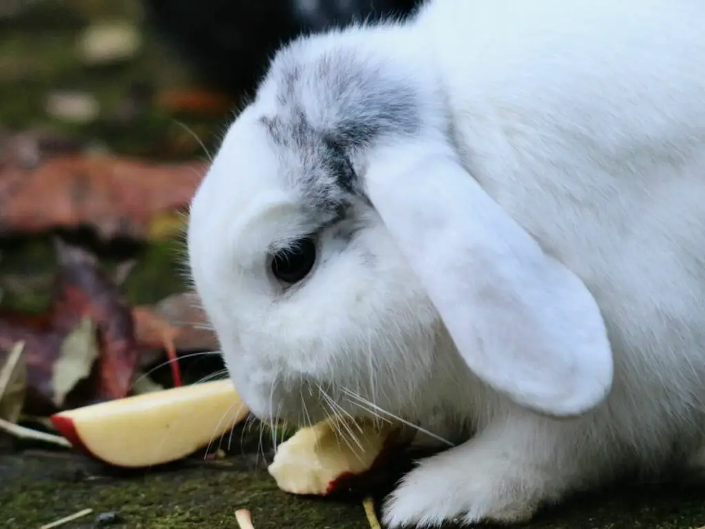 Apples For Rabbits Feeding Guide, Nutrition & Facts Here Bunny