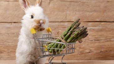 Asparagus For Rabbits
