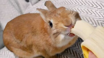 Banana For Rabbits