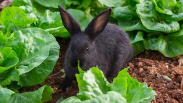 Cabbage For Rabbits