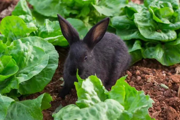 Cabbage For Rabbits