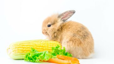 Corn For Rabbits
