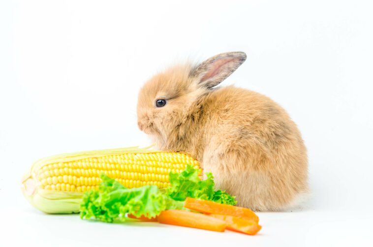 Corn For Rabbits