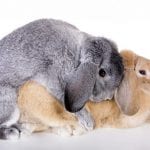 What You Need to Do When Your Rabbit Is On Its Gestation Period?