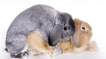 What You Need to Do When Your Rabbit Is On Its Gestation Period?