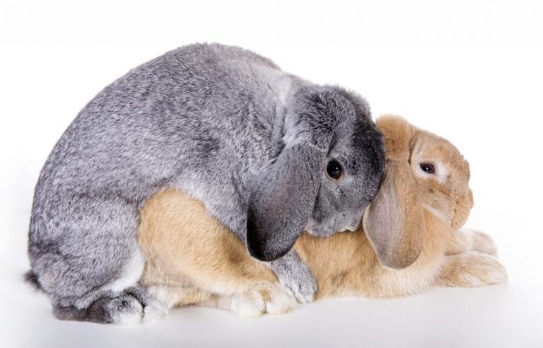 What You Need to Do When Your Rabbit Is On Its Gestation Period? | Here