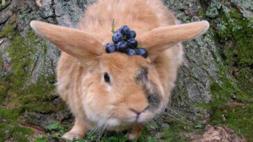 Grapes For Rabbits