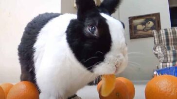 Oranges For Rabbits