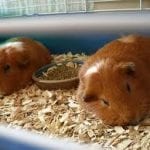 What Are Pine Pellets?