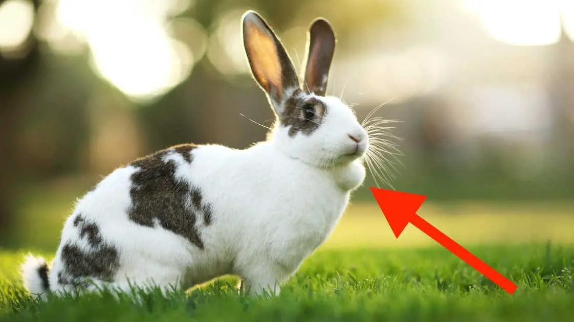 Rabbit With Head Tilt What Are Its Causes And How Can It Be Cured