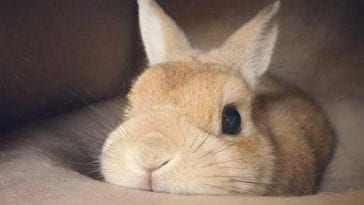 What Your Rabbit Bruxing Its Teeth Tells You