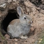 Whys and Hows of Rabbit Burrows