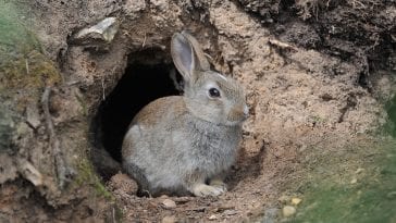 Whys and Hows of Rabbit Burrows