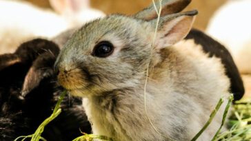 Spinach For Rabbits