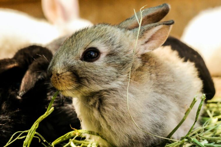 Spinach For Rabbits