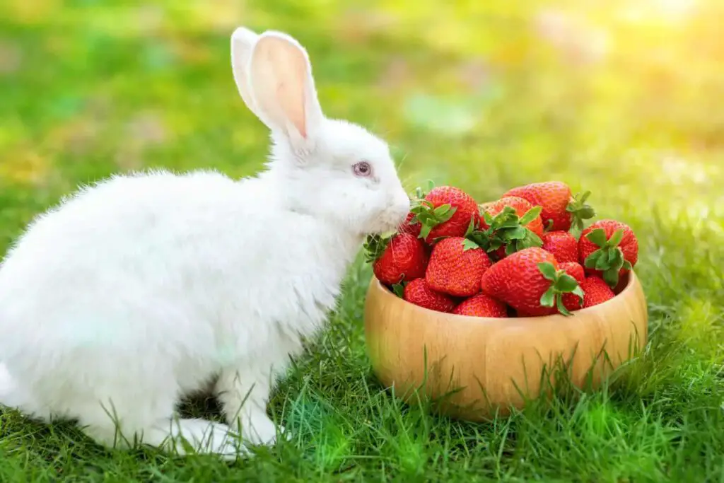 Strawberries For Rabbits Feeding Guide, Nutrition & Facts Here Bunny
