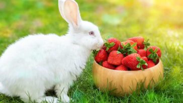 Strawberries For Rabbits