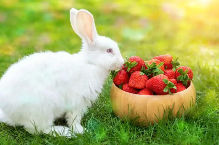 Strawberries For Rabbits