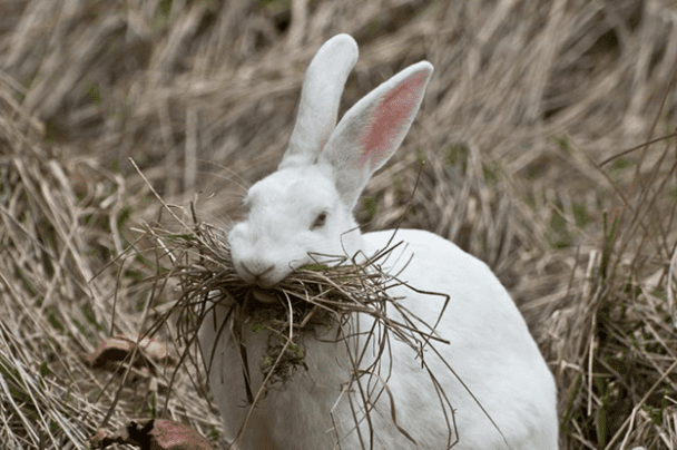 what-you-need-to-do-when-your-rabbit-is-on-its-gestation-period-here-bunny