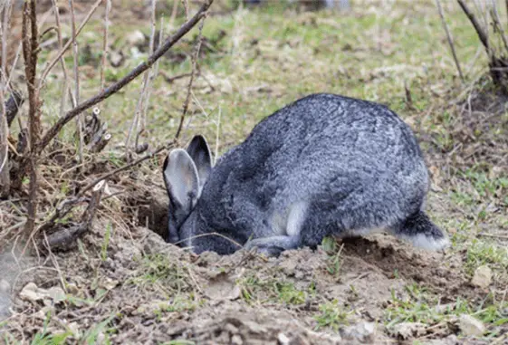 Whys and Hows of Rabbit Burrows | Here Bunny