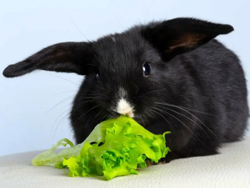 Lettuce For Rabbits: Feeding Guide, Nutrition & Facts | Here Bunny