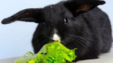 Lettuce For Rabbits