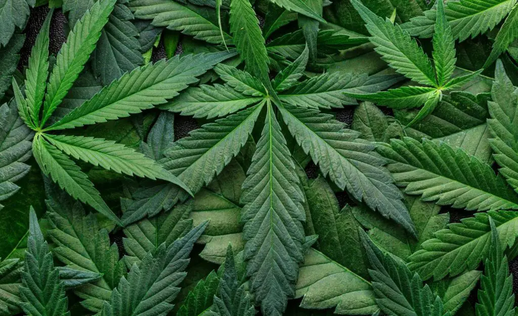 What To Do When Your Rabbit Accidentally Eats Marijuana? (The Law