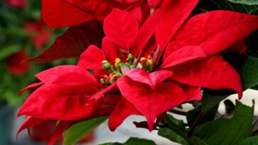 Poinsettia For Rabbits