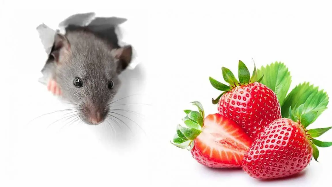 Altex Rabbit Care Sheet Here Bunny