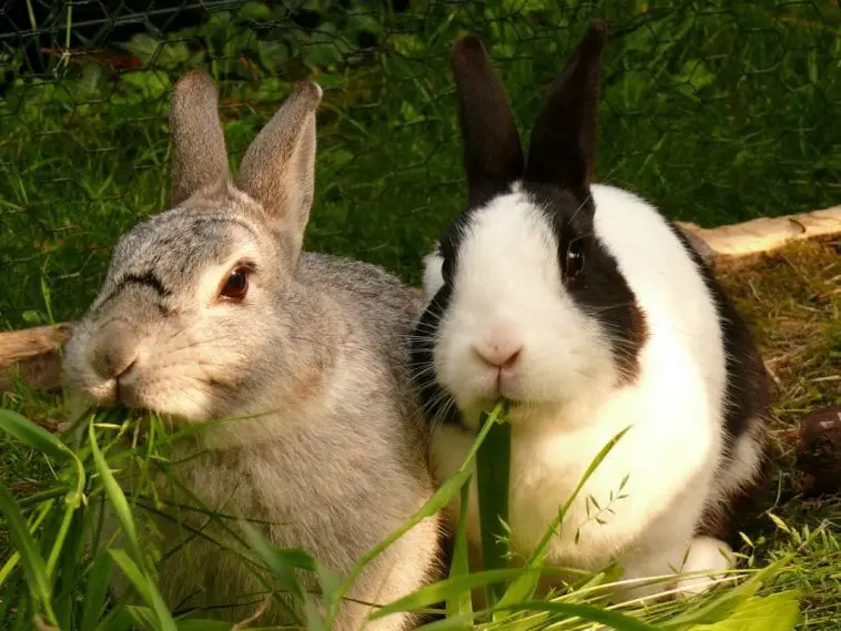 How to Stop Rabbits from Fighting Here Bunny