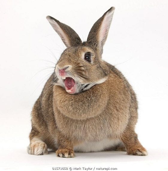 Getting To Know Agouti Rabbits and The Nature of Their Color | Here Bunny
