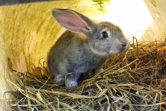 Description: Raising Rabbits in Colony - Baby Schooling