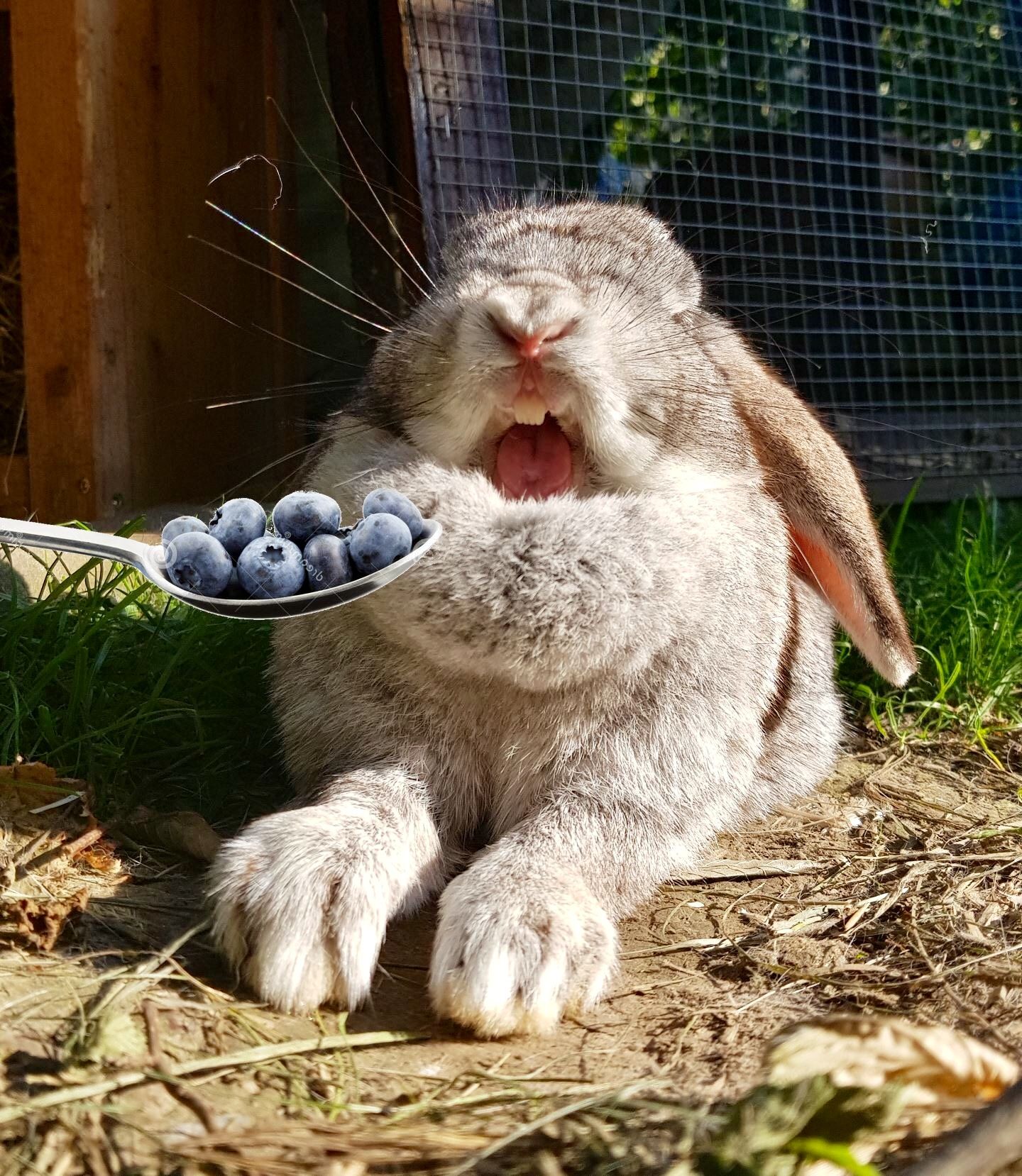 Can Bunnies Eat Blueberries? Here Bunny