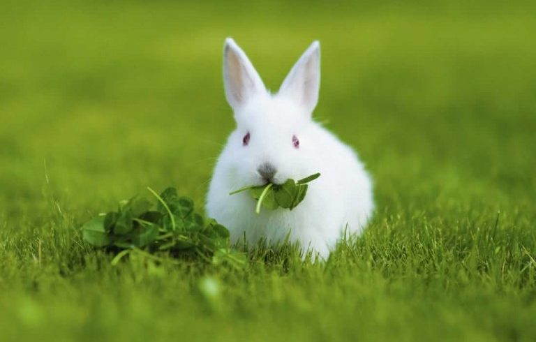 Description: Image result for rabbits and hostas prevent
