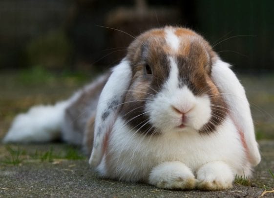 Is it Alright for Bunnies to Get Fat? | Here Bunny