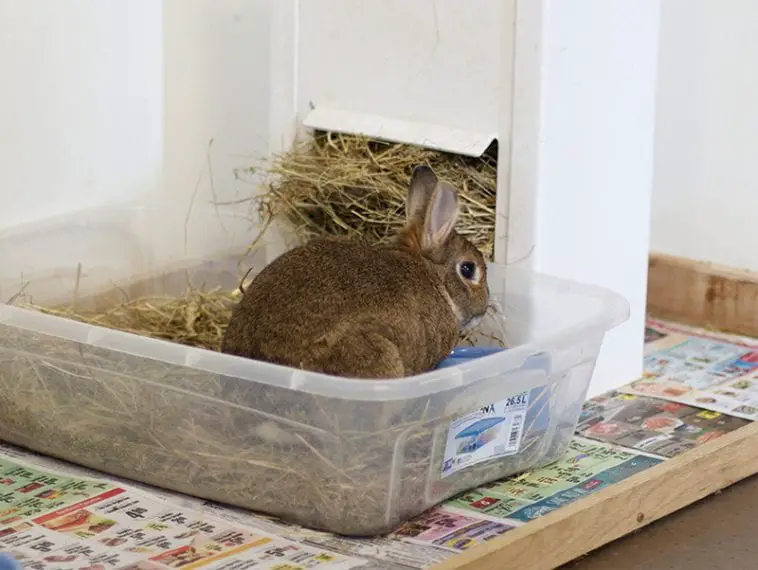 DIY Bunny Litter Box Easy Steps Here Bunny