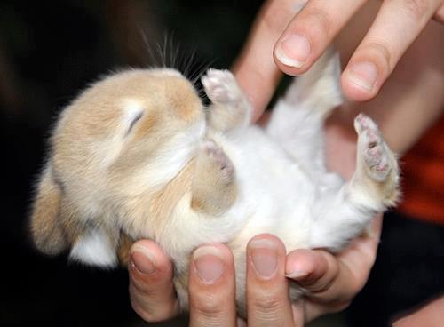Description: Cute and Funny Pictures and more: Cute Baby Bunny Tummy Rub
