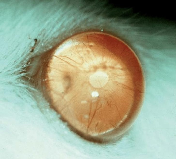 Getting To Know Your Rabbit's Eyes What Are Their Common Infections