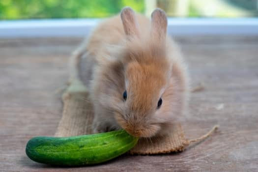 Description: Is Cucumber Safe for Rabbits to Eat? — Rabbit Care Tips