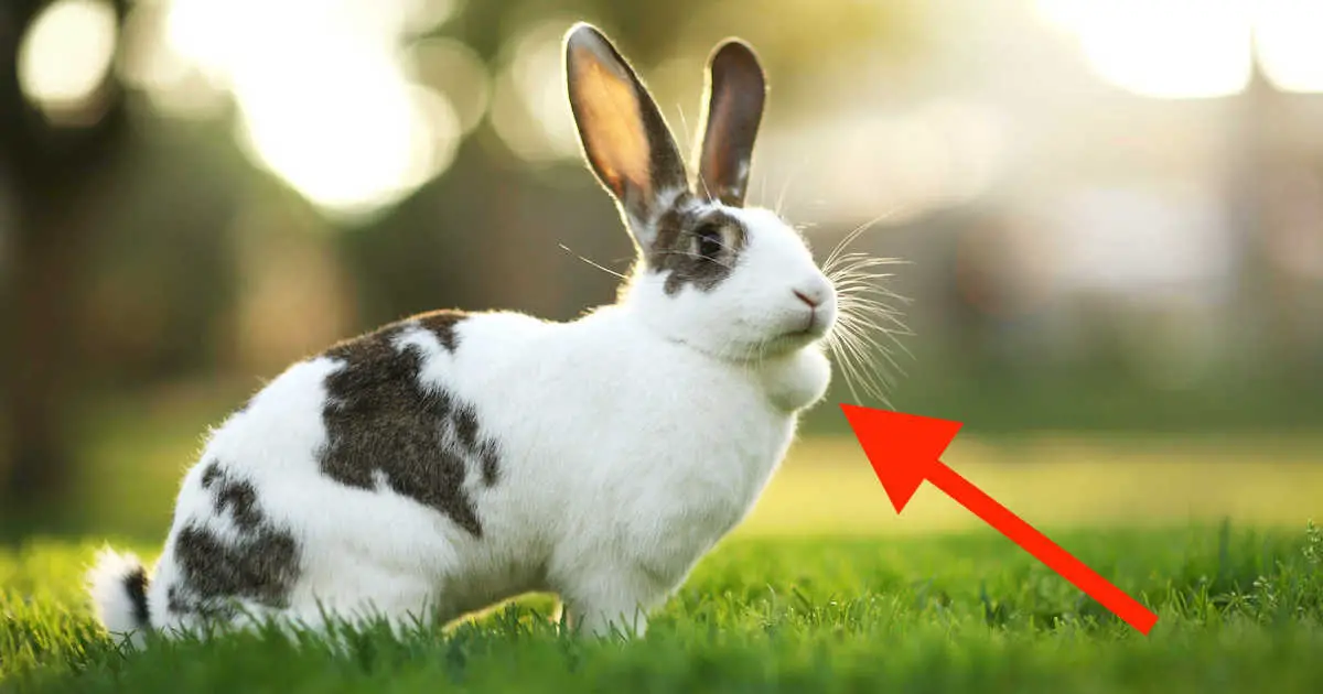 What Does It Mean When Your Rabbit Has A Hard Lump On Its Back Here Bunny